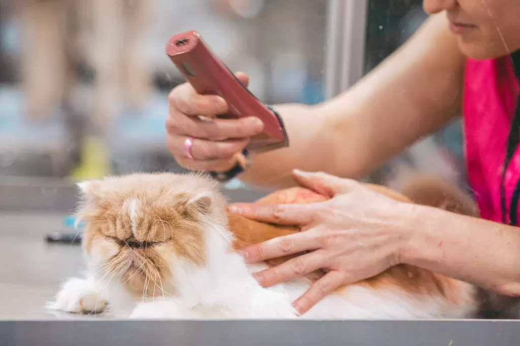 recorta el pelo de los gatos para tratar los puntos calientes