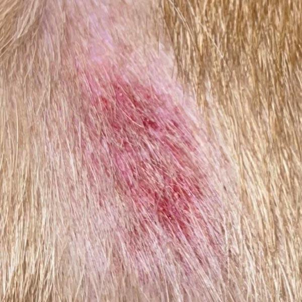 Hot Spots bei Hunden