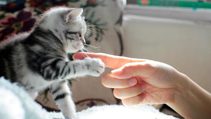 mit Katzen interagieren