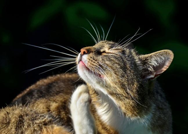 pontos quentes em gatos levam a escorrendo a pele 