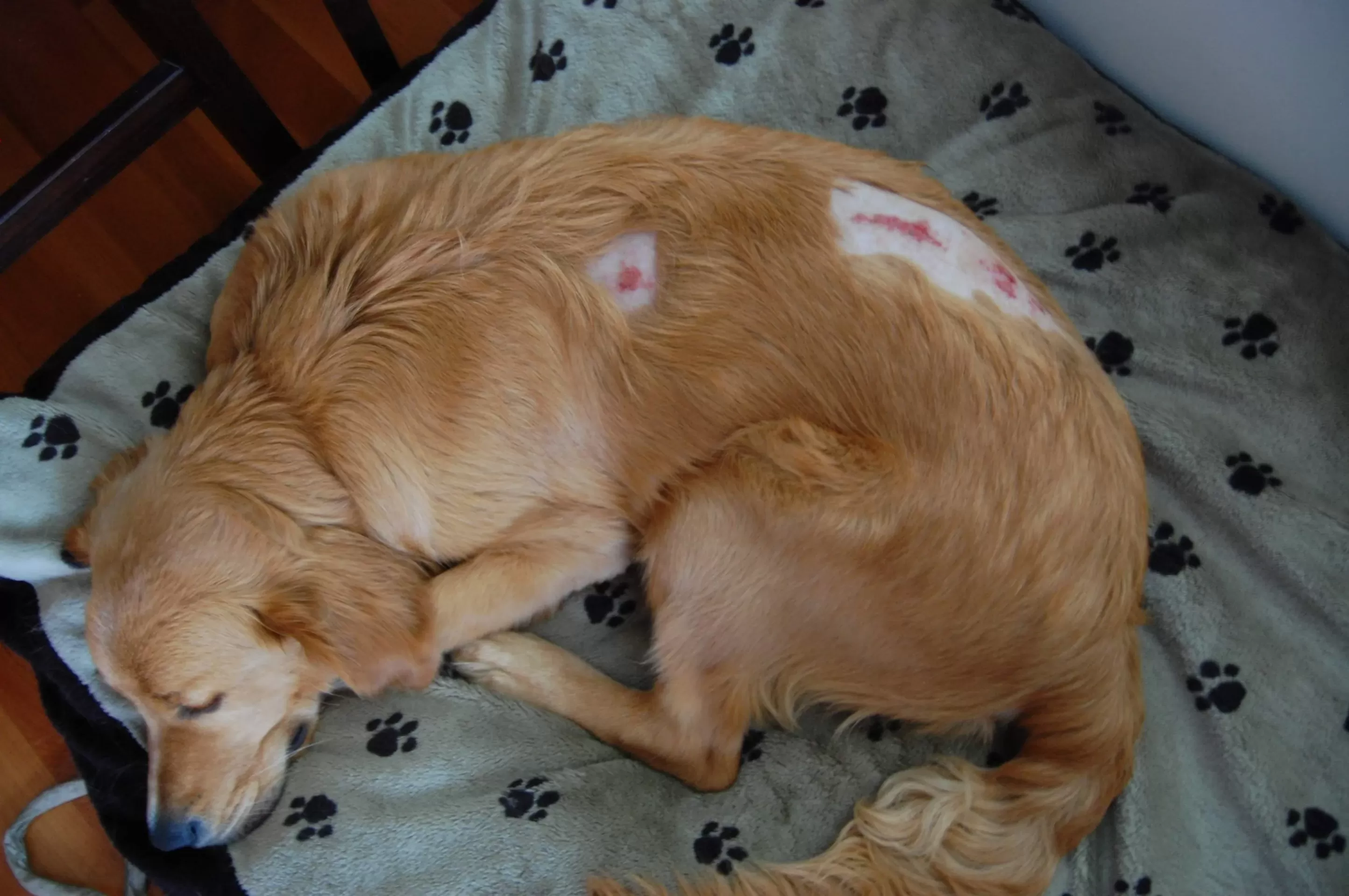 Hot Spots bei Hunden