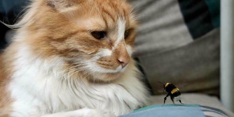 Kedilerde Mevsimsel Sıcak Noktalar