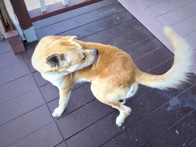 dog chewing skin raw