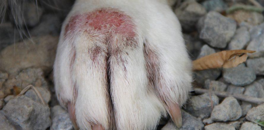 hot spot on dogs