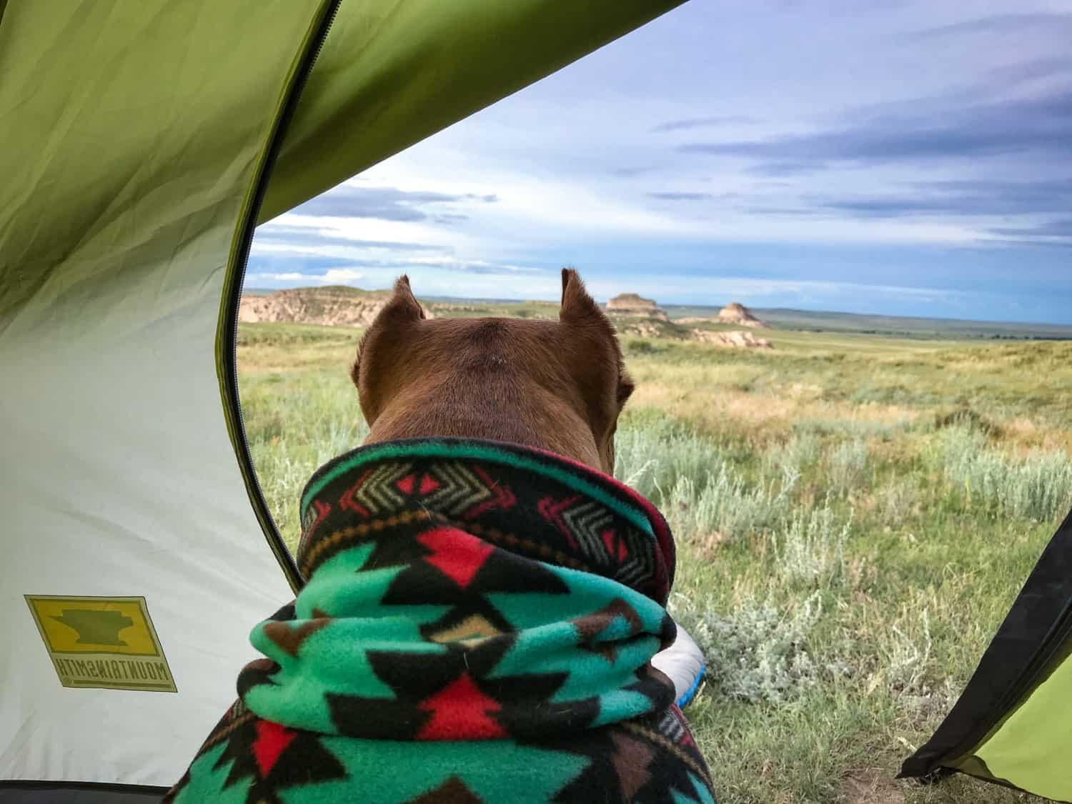 acampar com cães ao ar livre