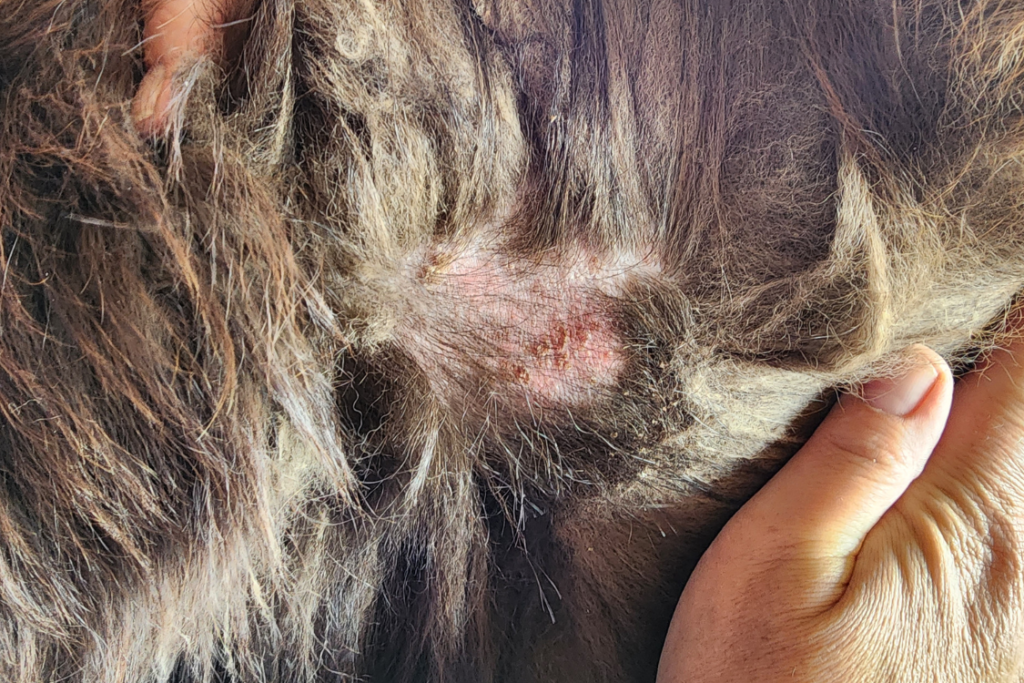 hot spots on dogs