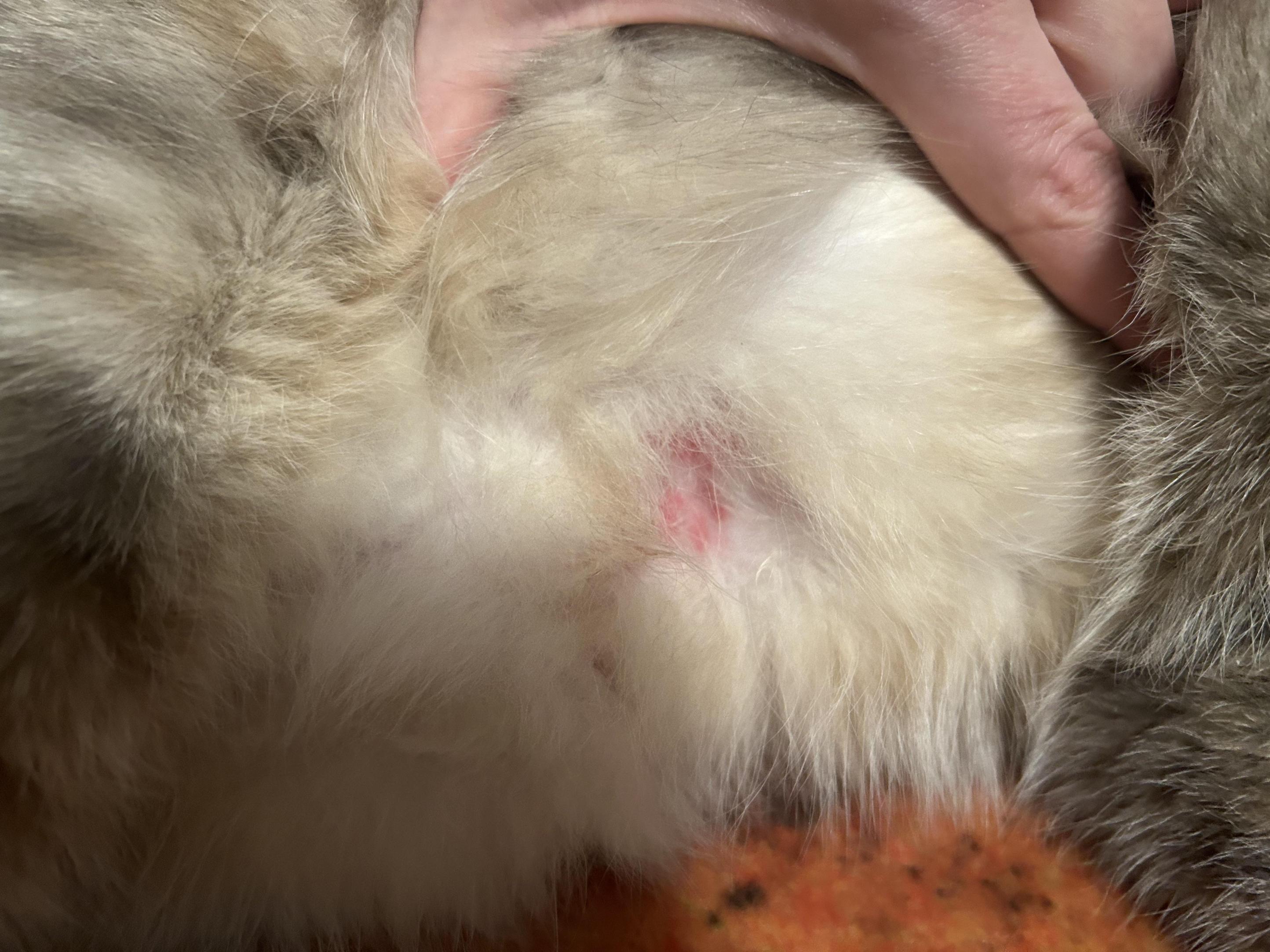 Hot Spots bei Katzen