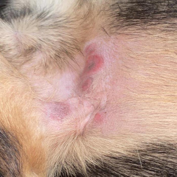 hot spots on dogs