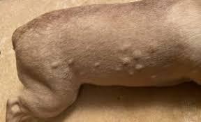 picadura de insecto en perros