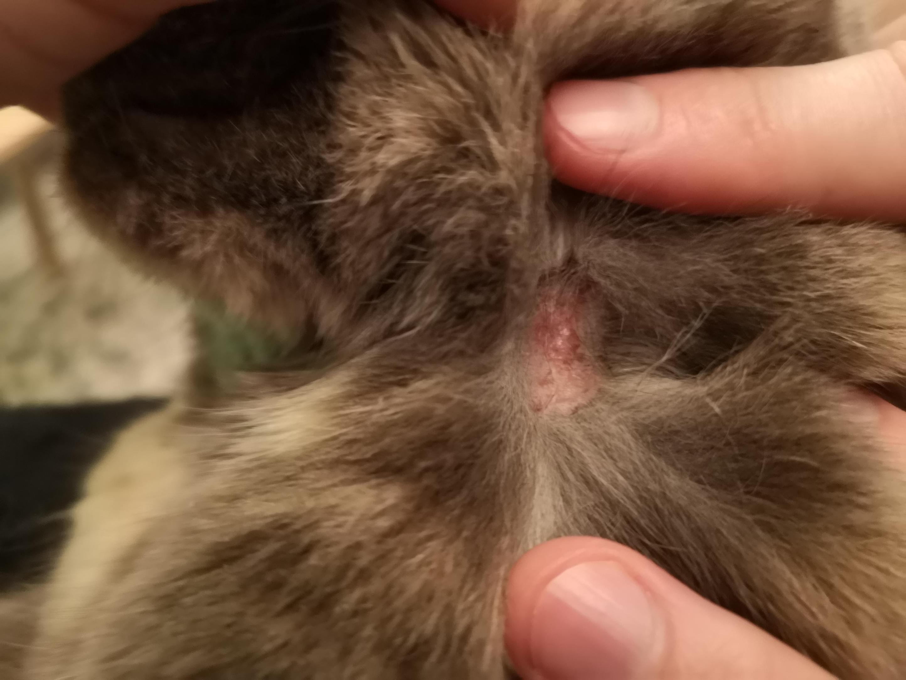 etapas de curación de los puntos calientes del gato