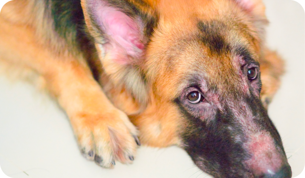 alergias a medicamentos en perros