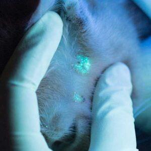 Wood’s lamp examination for cat ringworm