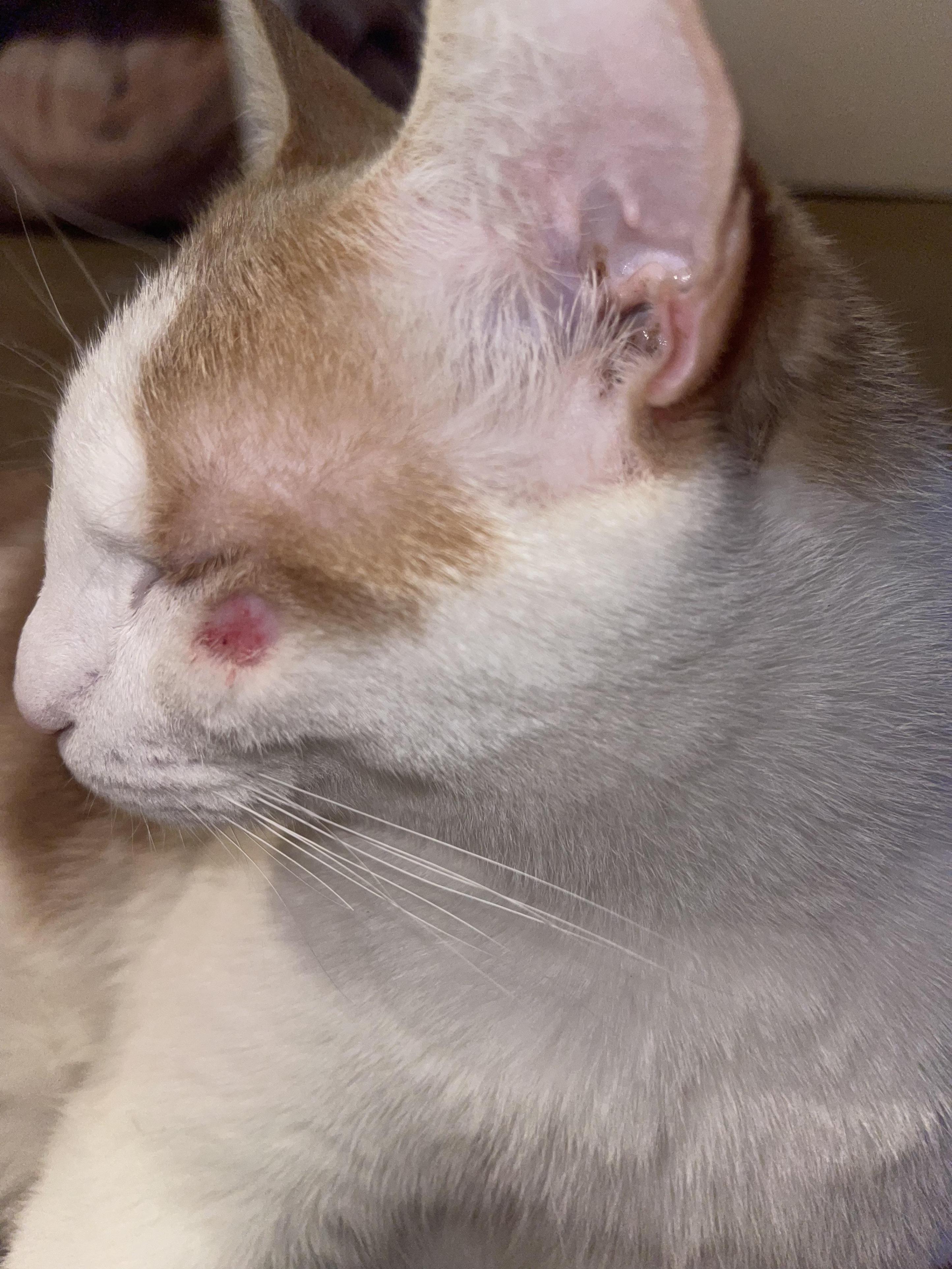 Etapas de curación de los puntos calientes de los gatos