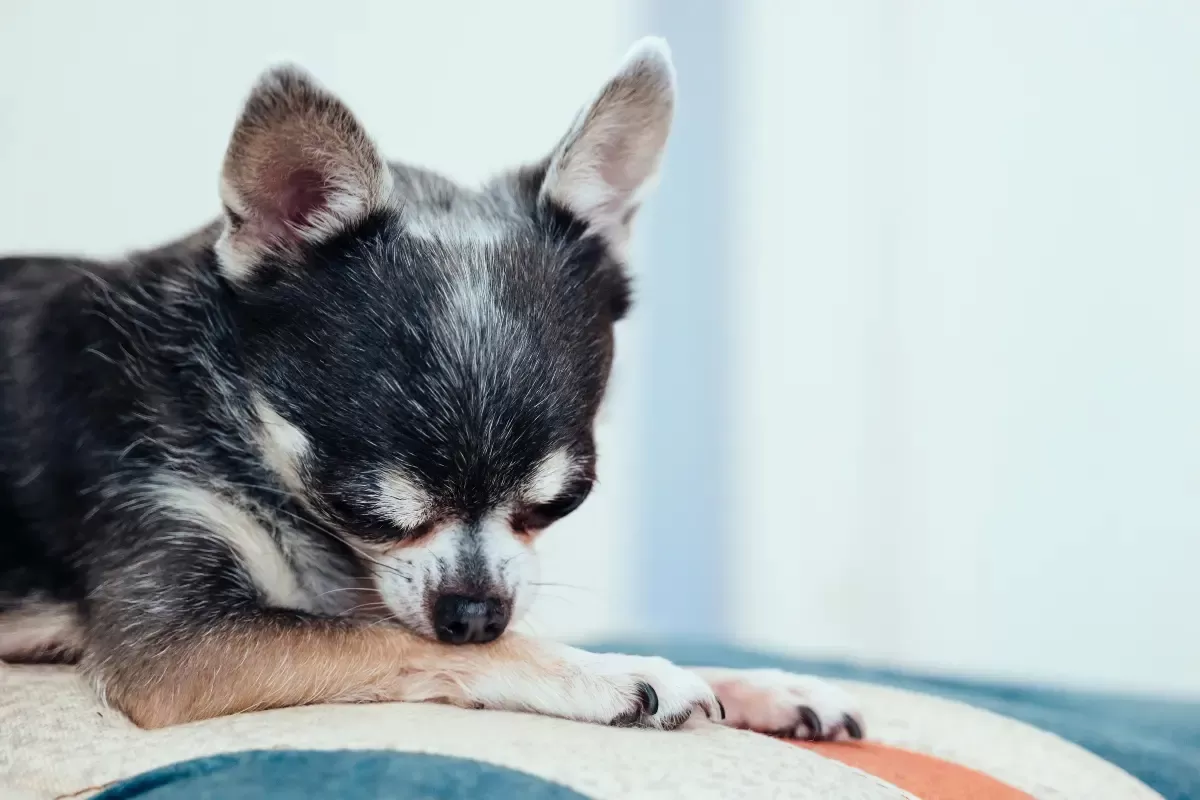 Preventing Hot Spots on Dogs: Skin Care Tips Every Owner Should Know