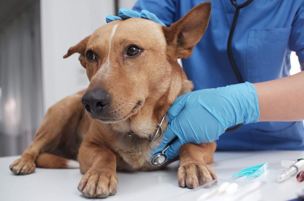 Verificación veterinaria de alergias a medicamentos en perros