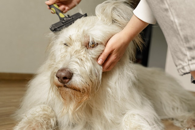 Brossez votre chien régulièrement pour éviter les points chauds
