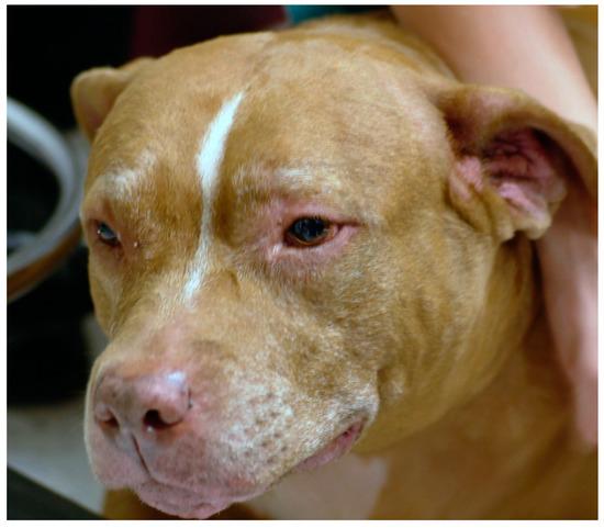 alergias a picaduras de insectos en perros