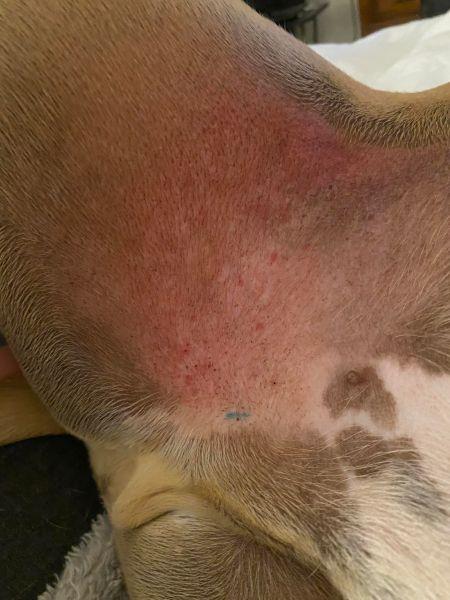 rashes on dogs
