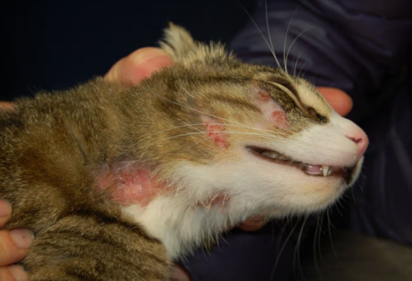 Hot Spots bei Katzen