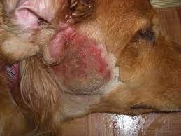 spreading hot spots on dogs
