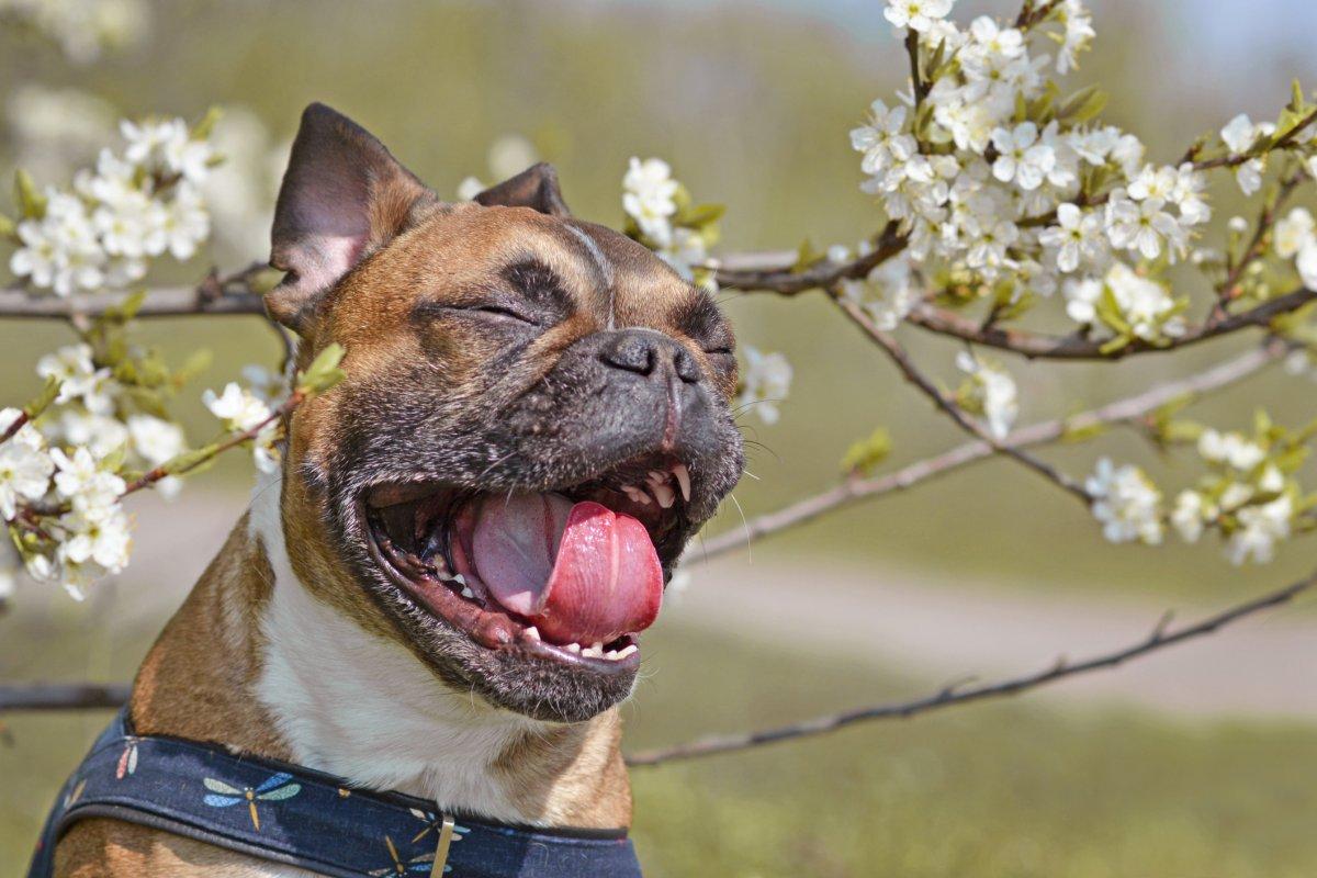 Saisonale Allergien bei Hunden