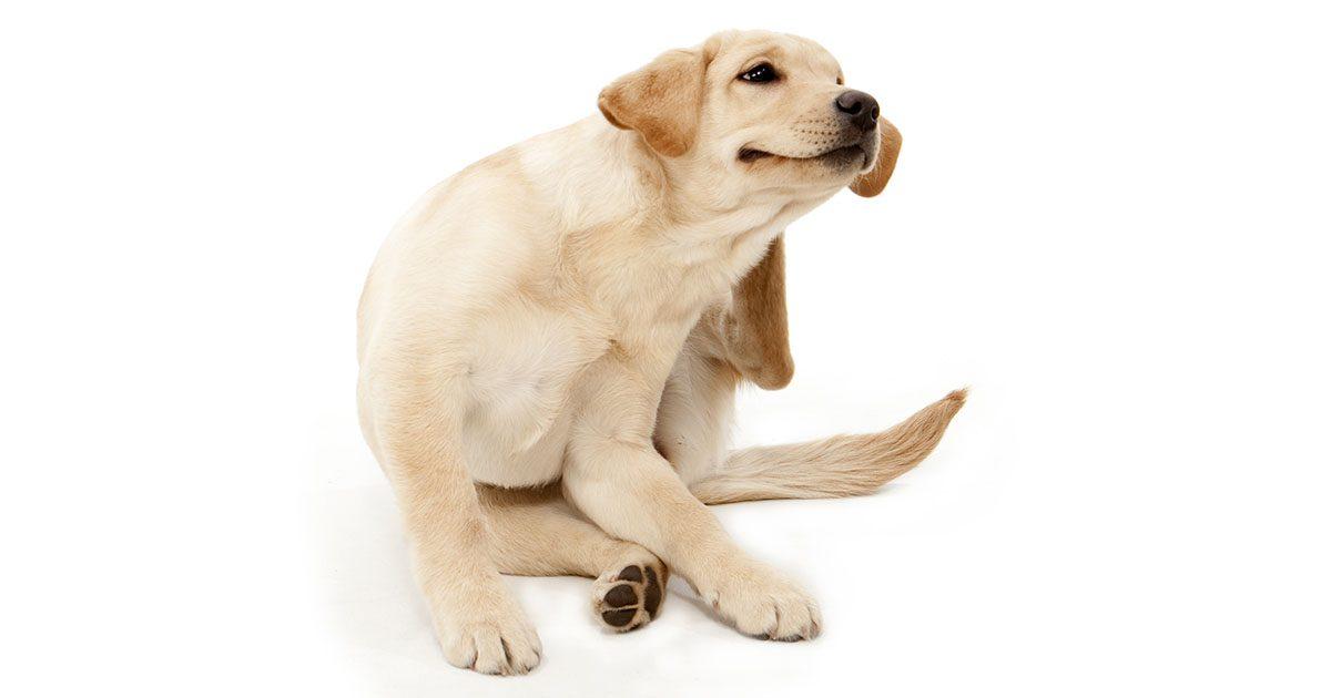 Allergien bei Hunden