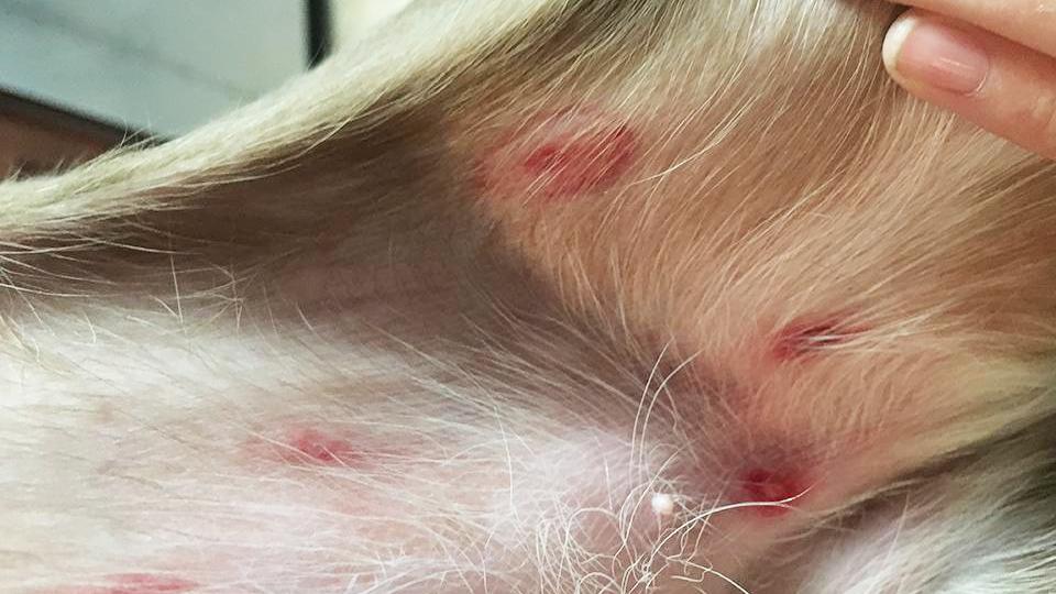 Allergic Reaction to Insects in Cats