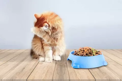 food allergies in cats