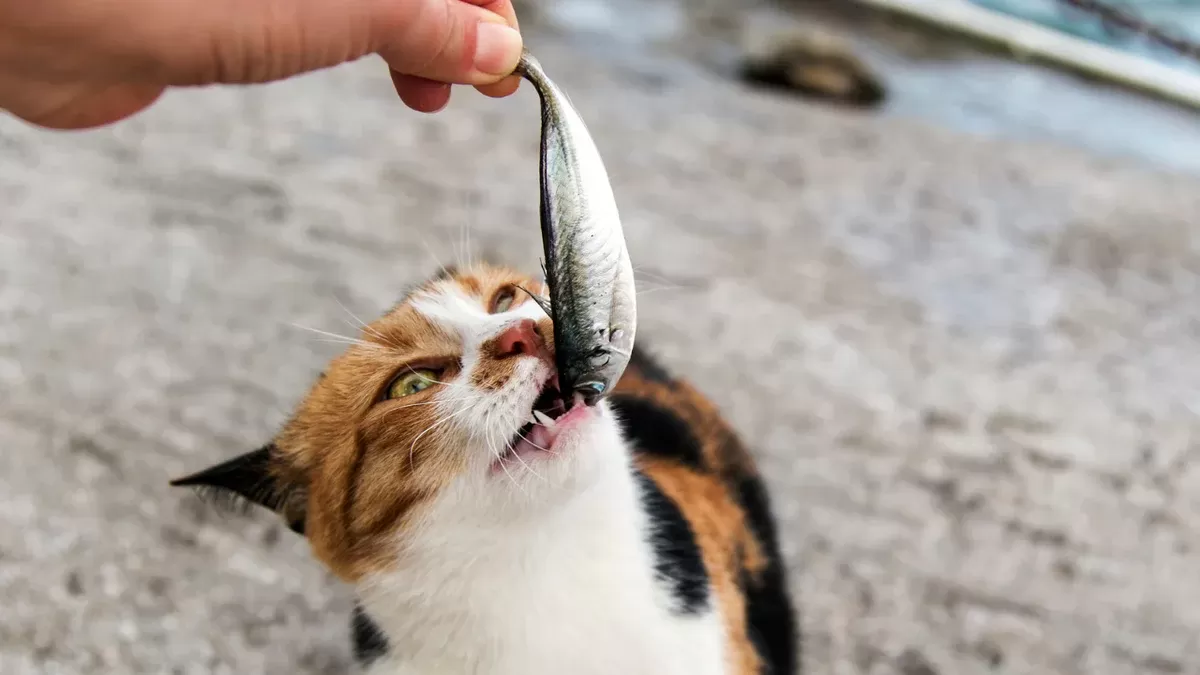 Futtermittelallergien bei Katzen