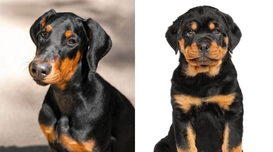 köpeklerde sıcak noktalar