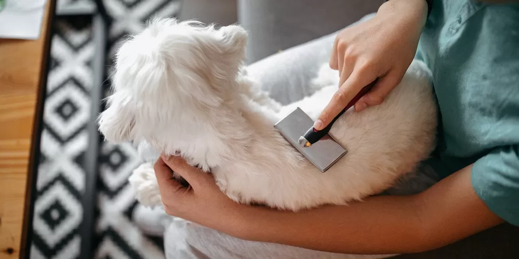 environmental allergies in dogs