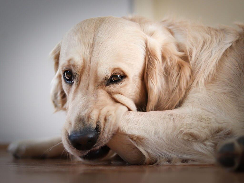 köpeklerde sıcak noktalar