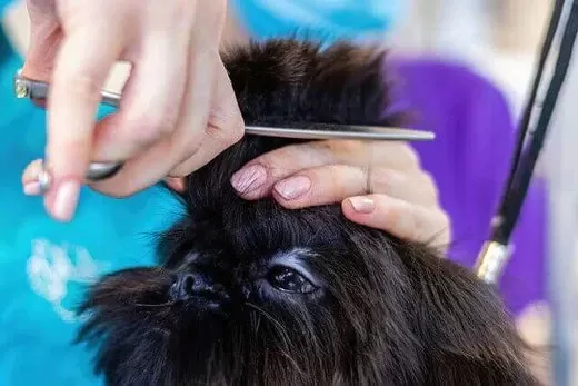 köpeklerde sıcak noktalar