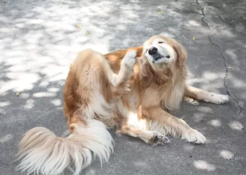saisonale Allergien bei Hunden
