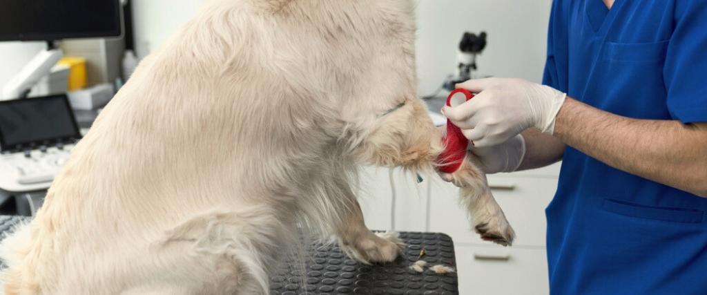 Hot Spots bei Hunden