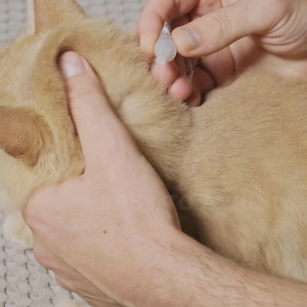 Flohallergie-Dermatitis bei Katzen