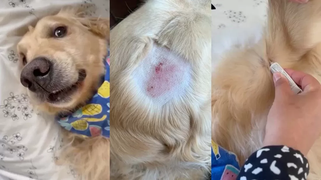 köpeklerde sıcak noktalar
