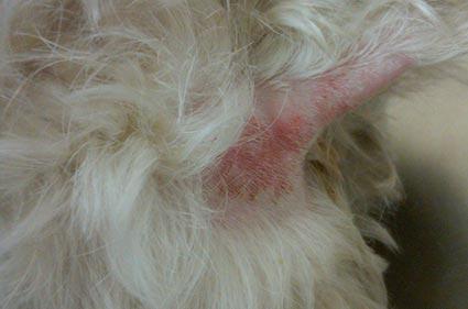 köpeklerde sıcak noktalar