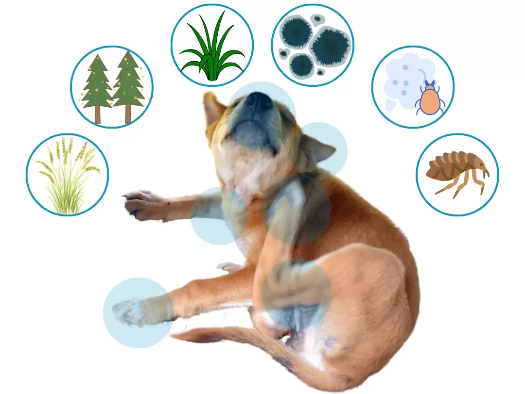 environmental allergies in dogs