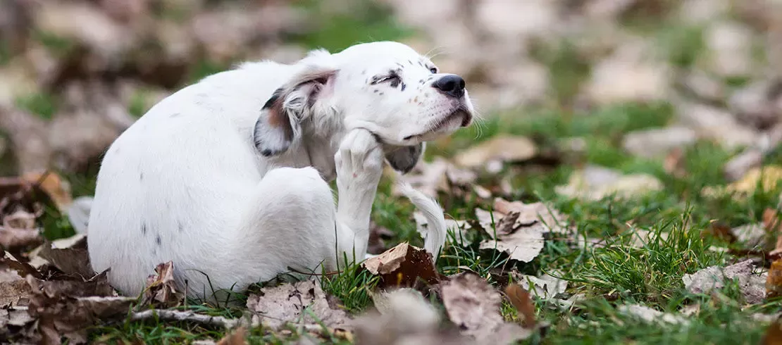 Flohallergie-Dermatitis bei Hunden
