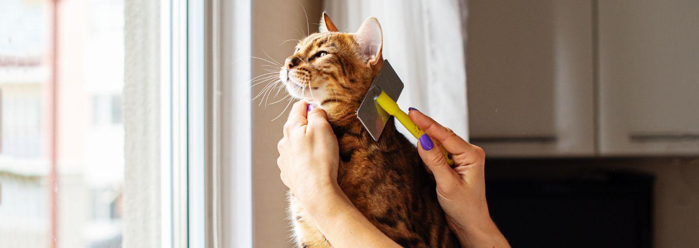 brush a cat