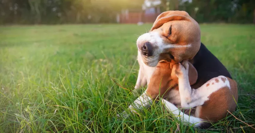 environmental allergies in dogs