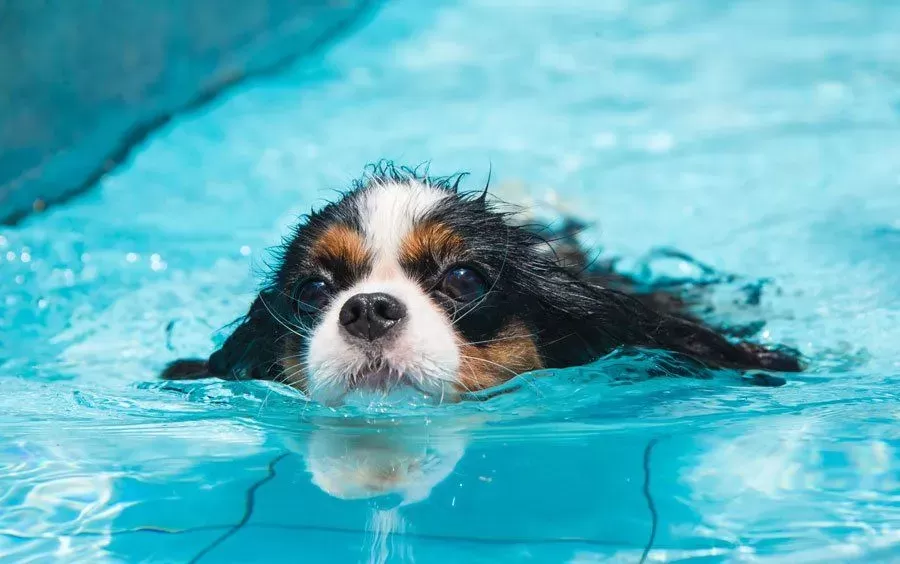 Hot Spots bei Hunden