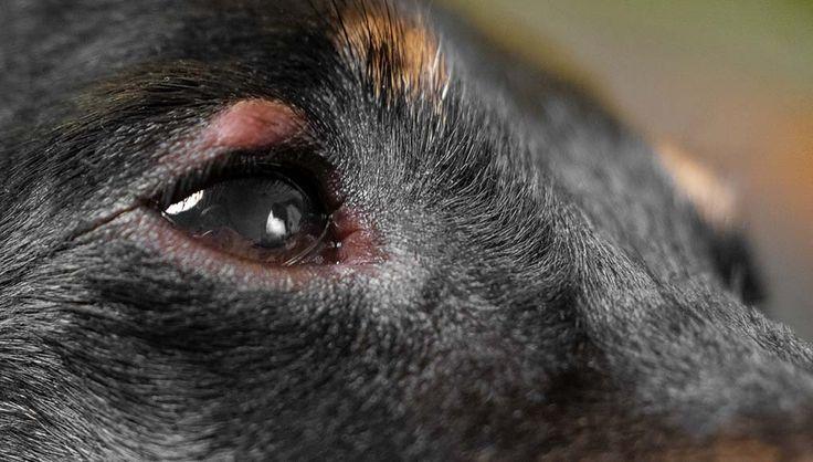 Allergien bei Hunden