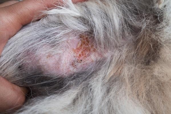 Hot Spots bei Hunden