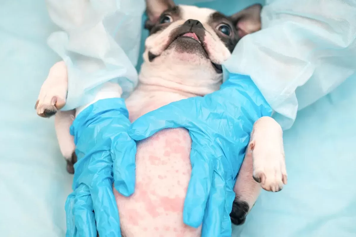 contact allergies in dogs