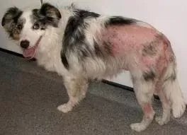 Flohallergie-Dermatitis bei Hunden