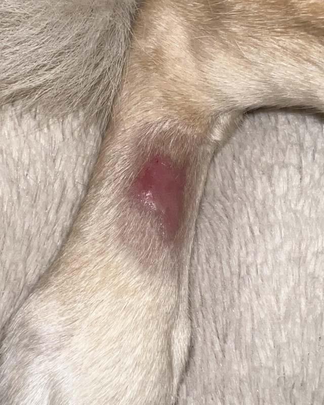 Hot Spots an Hunden