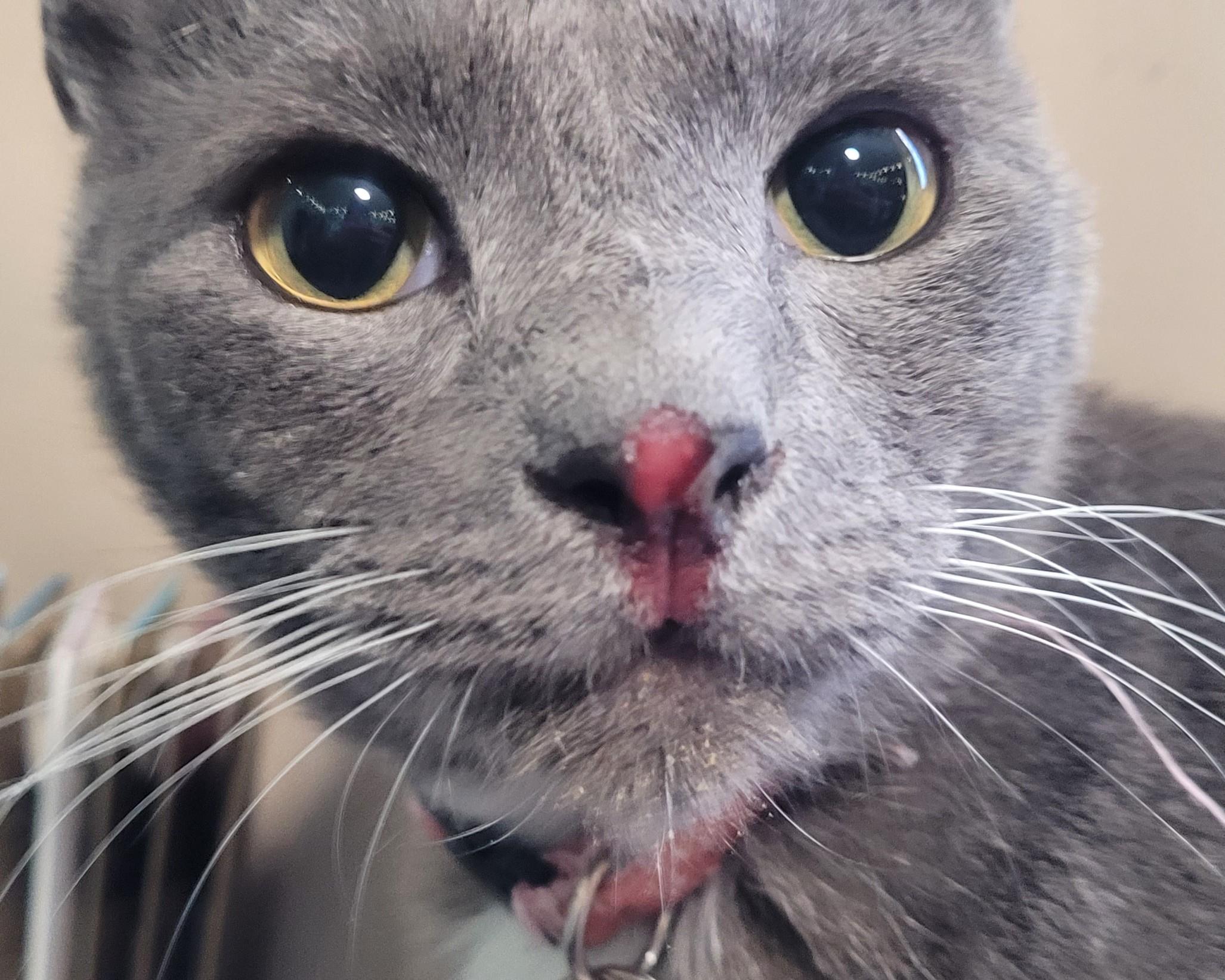 Cat's Nose Is Red and Raw Looking: Find Out