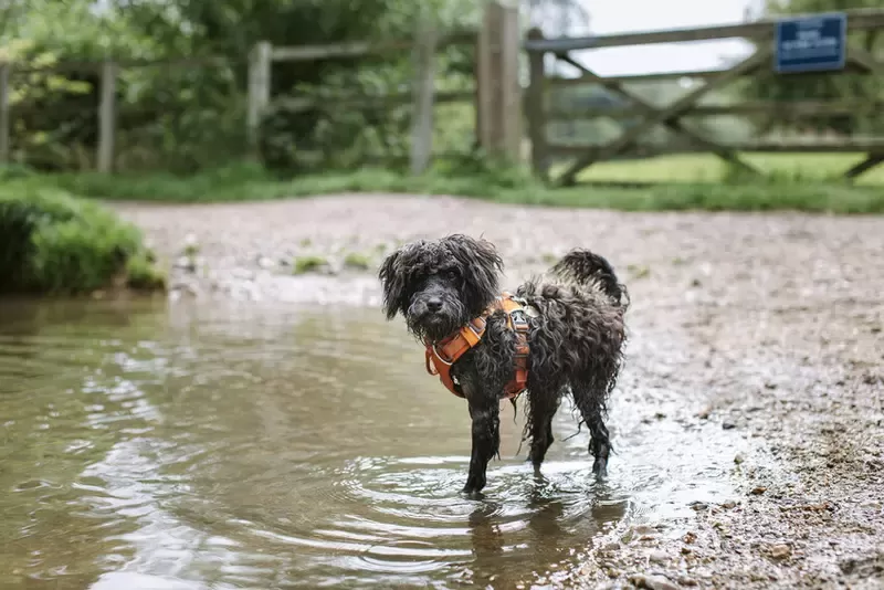 Hot Spot bei Hunden